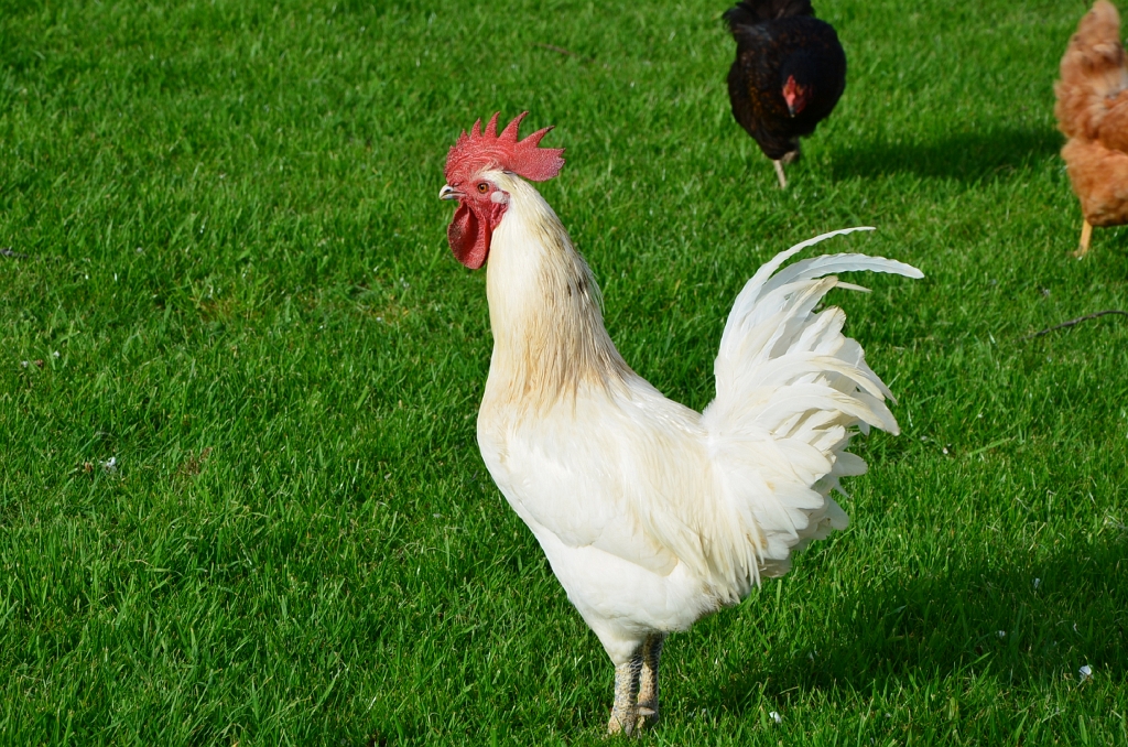 20130430 BRESSE COCK.jpg